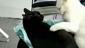 抖音网红大鹅吃瓜视频